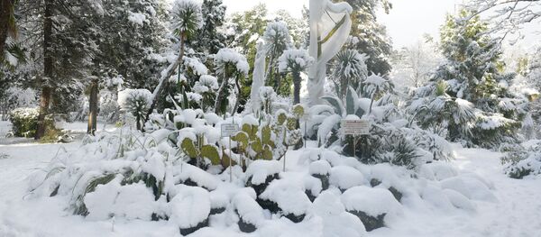 Снег в Сухуме. Ботанический сад - Sputnik Абхазия