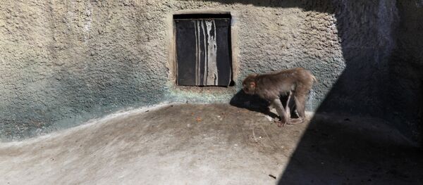 Московский зоопарк - Sputnik Абхазия