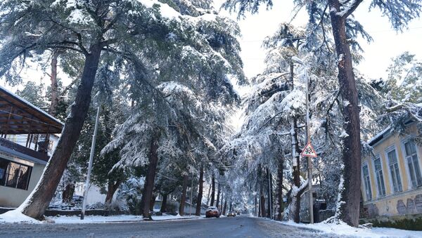 Зима в Абхазии - Sputnik Абхазия