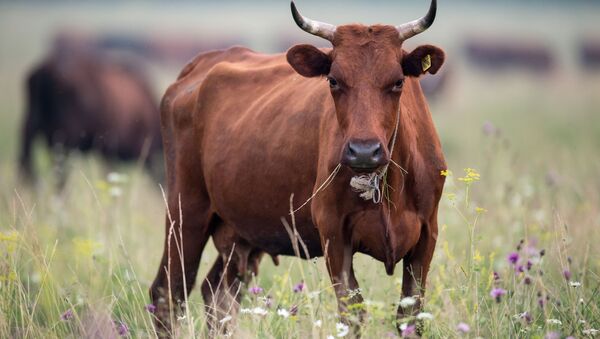 Корова в поле - Sputnik Абхазия