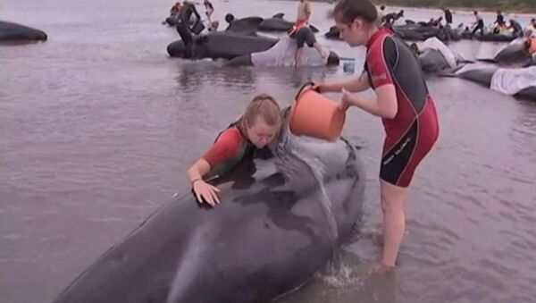 Волонтеры поливали водой выбросившихся на берег Новой Зеландии дельфинов - Sputnik Абхазия