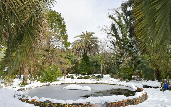 Растения в ботаническом саду после снегопада в Абхазии - Sputnik Абхазия