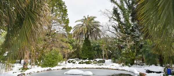 Растения в ботаническом саду после снегопада в Абхазии - Sputnik Абхазия
