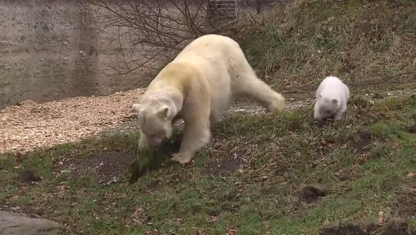 Трехмесячная медведица училась у мамы копать землю в зоопарке Мюнхена - Sputnik Абхазия