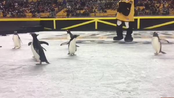 В матче НХЛ на лед выпустили пингвинов - Sputnik Абхазия