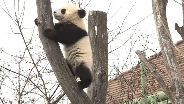 Панды в венском зоопарке - Sputnik Абхазия