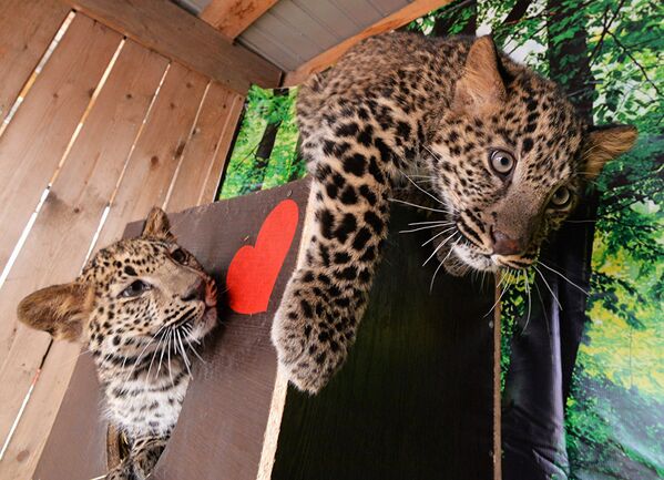 Двое котят леопарда поселились в частном зоопарке Чудесный Приморского края в конце февраля. - Sputnik Абхазия