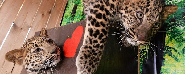 архивтә фото архивтә фото - Sputnik Аҧсны