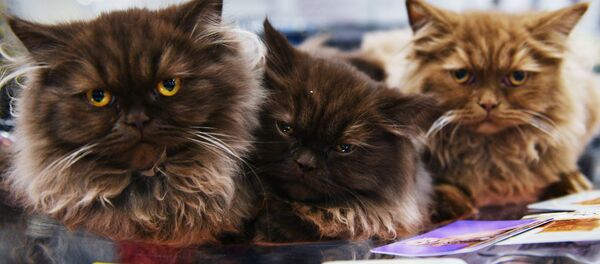 Кошки породы британская длинношерстная на выставке Зимний кубок Кот-Инфо в Москве Кошки породы британская длинношерстная на выставке Зимний кубок Кот-Инфо в Москве - Sputnik Абхазия