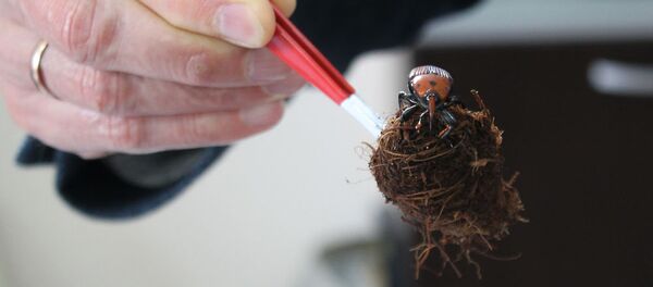 Пальмовый долгоносик Пальмовый долгоносик - Sputnik Абхазия