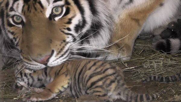 Тигрята в крымском сафари-запарке - Sputnik Абхазия
