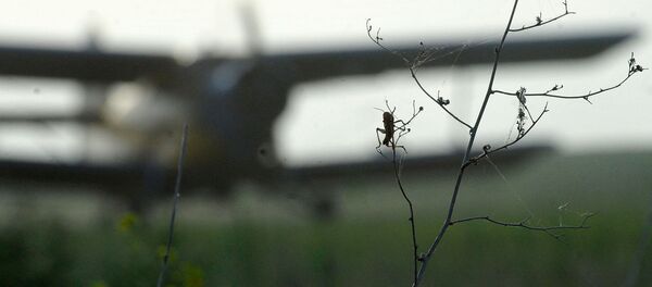 Режим ЧС введен в районе Астраханской области из-за саранчи Режим ЧС введен в районе Астраханской области из-за саранчи - Sputnik Абхазия