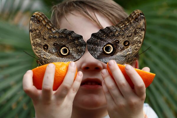Джордж Льюис позирует с бабочками из рода Калиго во время мероприятия по запуску выставки Sensational Butterflies в Музее естественной истории в Лондоне - Sputnik Абхазия
