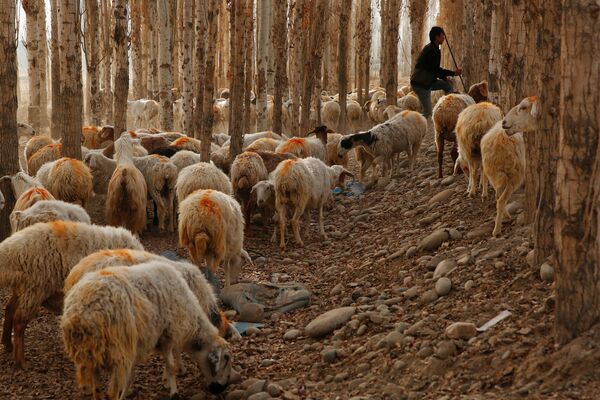 Мужчина пасет стадо овец в деревне Хотан, Синьцзян-Уйгурский автономный район, Китай - Sputnik Абхазия