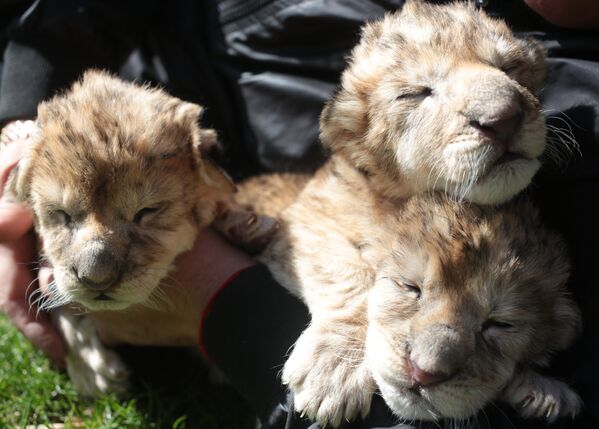 В крымском сафари-парке Тайган родились три львенка - Sputnik Абхазия