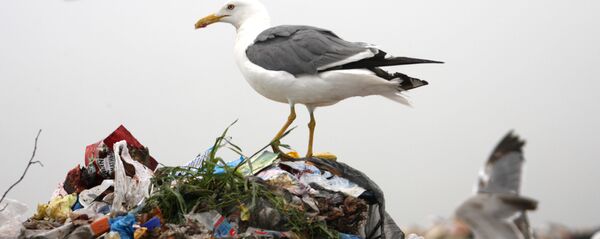 Чайка на горе мусора - Sputnik Аҧсны