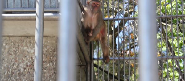 Ясельный период: в Сухумском питомнике показали новорожденных обезьян Ясельный период: в Сухумском питомнике показали новорожденных обезьян - Sputnik Абхазия