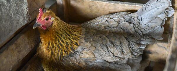 Приготовление первого сыра в селе Дурипш - Sputnik Абхазия