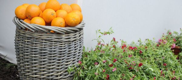 Апельсины на Московском международном фестивале садов и цветов - Sputnik Абхазия