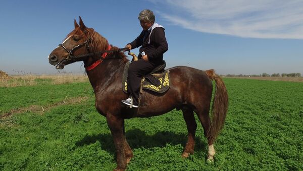 Самого большого коня Кыргызстана хозяин не продал за миллион долларов - Sputnik Абхазия