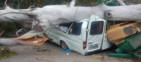 Эвкалипт упал на маршрутку в Гагре Эвкалипт упал на маршрутку в Гагре - Sputnik Абхазия