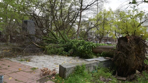Ураган повалил деревья в Сухуме - Sputnik Абхазия
