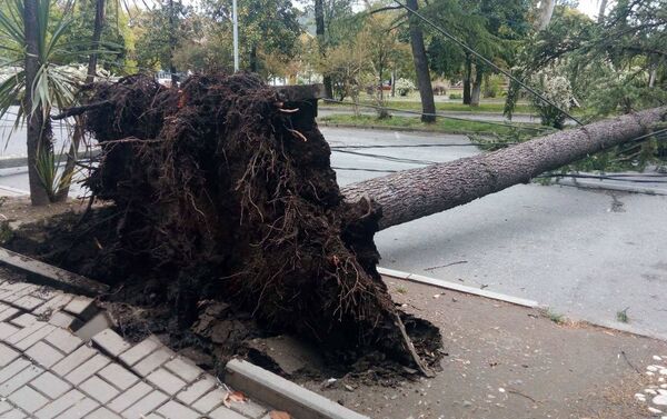 Ураган повалил деревья в Сухуме - Sputnik Абхазия