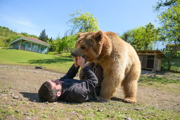 Алмас Ченгелия борется с медведем Балу - Sputnik Абхазия