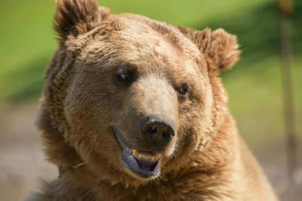Медведь Балу - Sputnik Абхазия