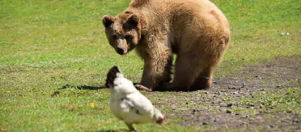Медведь Балу Медведь Балу - Sputnik Абхазия