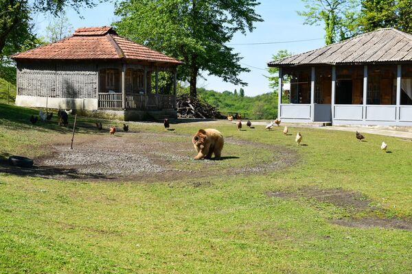 Медведь Балу - Sputnik Абхазия