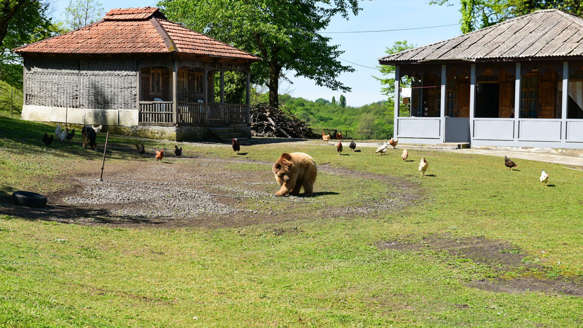 Медведь Балу Медведь Балу - Sputnik Абхазия, 1920, 12.12.2025