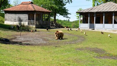 Медведь Балу