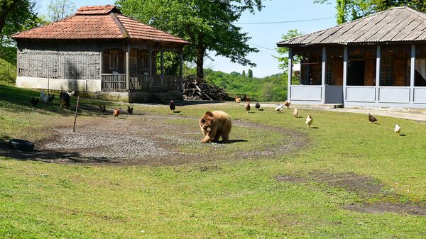 Медведь Балу - Sputnik Абхазия