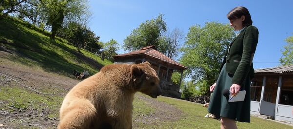 Алмас и Балу: человек и медведь вступили в спарринг Алмас и Балу: человек и медведь вступили в спарринг - Sputnik Абхазия