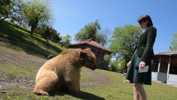 Алмас и Балу: человек и медведь вступили в спарринг - Sputnik Абхазия