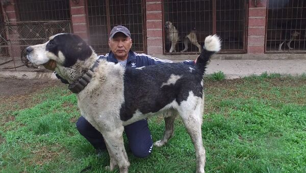 Самый большой волкодав в Кыргызстане — его щенков купил Миша Галустян - Sputnik Абхазия