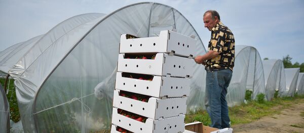 Сбор клубники в Абхазии Сбор клубники в Абхазии - Sputnik Абхазия