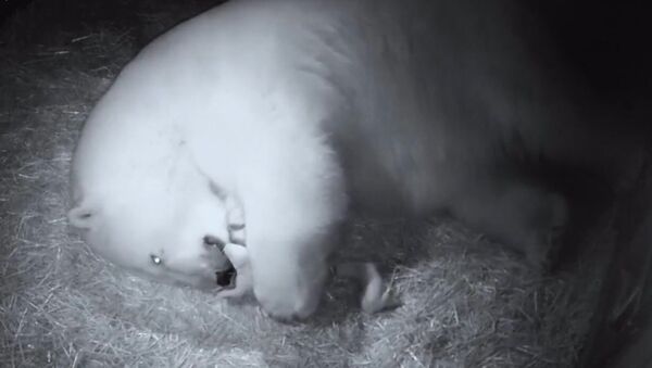 Первые кадры родившихся в Австралии белых медвежат - Sputnik Абхазия