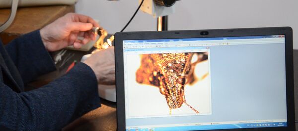 Вредитель крупным планом: как выглядит мраморный клоп под микроскопом - Sputnik Абхазия