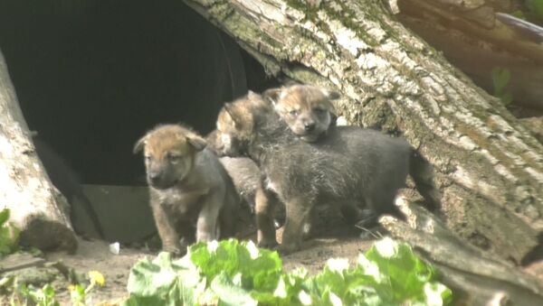Волчата исследовали территорию и дрались за внимание мамы в зоопарке США - Sputnik Абхазия