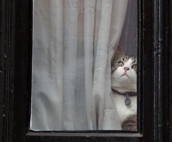 Кошка Джулиана Ассанжа сидит у окна посольства Эквадора, где укрывается основатель WikiLeaks Джулиан Ассанж, в Лондоне - Sputnik Абхазия