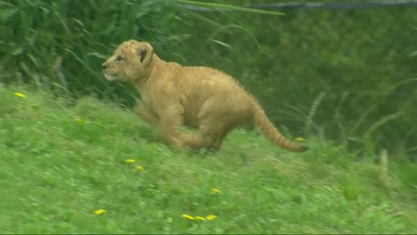 Первая прогулка львенка из зоопарка Далласа - Sputnik Абхазия