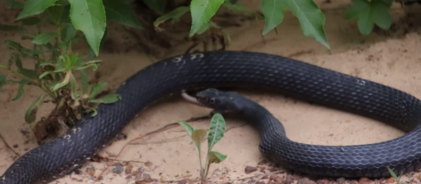 Одна змея побывала в желудке другой и выжила — видео, снятое супругами Одна змея побывала в желудке другой и выжила — видео, снятое супругами - Sputnik Абхазия