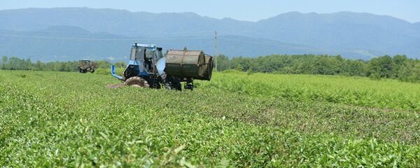 Сбор и переработка чая в Абхазии Сбор и переработка чая в Абхазии - Sputnik Абхазия