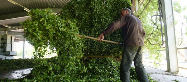 Кәтолтәи ачаи фабрикаҿы Кәтолтәи ачаи фабрикаҿы - Sputnik Аҧсны