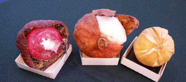 Контейнеры для перевозки наркотиков - Sputnik Абхазия