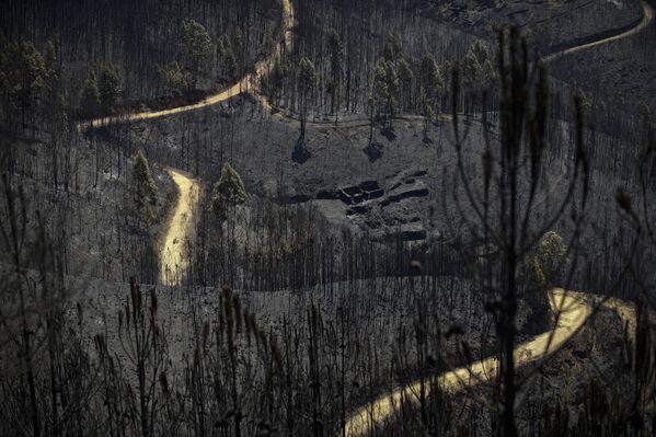 Дорога среди сожженных лесных районов, пострадавших от пожара в Валле-ду-Камбре, примерно в 30 км от Педрограо-Гранде 20 июня 2017 - Sputnik Абхазия