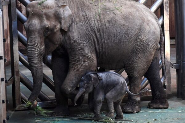 В Московском зоопарке родился детеныш азиатского слона - Sputnik Абхазия