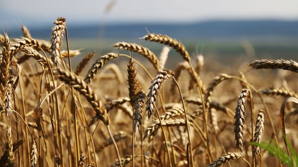Колосья пшеницы  - Sputnik Абхазия